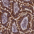 Immunohistochemical staining of human duodenum shows strong positivity in cytoplasm granular in glandular cells.