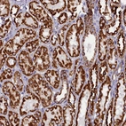 Immunohistochemical staining of human kidney shows strong positivity in cytoplasm granular in cells in tubules.