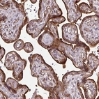Immunohistochemical staining of human placenta shows strong membranous-cytoplasmic positivity in trophoblastic cells.