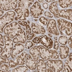 Immunohistochemical staining of human kidney shows strong cytoplasmic granular /cytoplasmic-membranous positivity in cells in tubules.