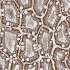 Immunohistochemical staining of human small intestine shows strong cytoplasmic granular/ cytoplasmic-membranous positivity in glandular cells.