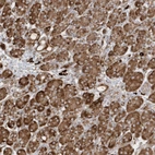 Immunohistochemical staining of human pancreas shows moderate cytoplasmic granular positivity in exocrine glandular cells.