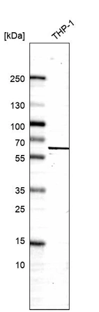 Western blot analysis in human cell line THP-1.
