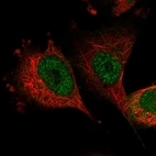 Immunofluorescent staining of human cell line U-251 MG shows localization to nucleoplasm.