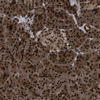 Immunohistochemical staining of human pancreas shows strong nuclear positivity in exocrine glandular cells and endocrine glandular cells with moderate cytoplasmic positivity.