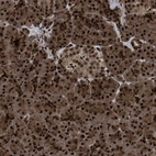 Immunohistochemical staining of human pancreas shows strong nuclear positivity in exocrine glandular cells and endocrine glandular cells with moderate cytoplasmic positivity.