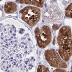 Immunohistochemical staining of human kidney using Anti-HGD antibody HPA052359.