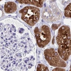 Immunohistochemical staining of human kidney using Anti-HGD antibody HPA052359.