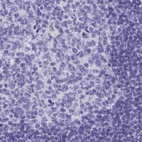 Immunohistochemical staining of human tonsil using Anti-HGD antibody HPA052359.