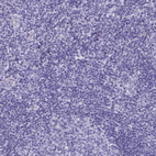 Immunohistochemical staining of human tonsil shows no positivity in non-germinal center cells as expected.