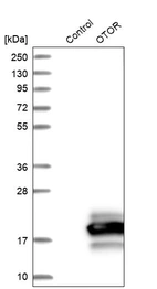 Western blot analysis in control (vector only transfected HEK293T lysate) and OTOR over-expression lysate (Co-expressed with a C-terminal myc-DDK tag (~3.1 kDa) in mammalian HEK293T cells, LY412640).