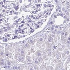 Immunohistochemical staining of human kidney using Anti-SPERT antibody HPA040046.