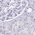 Immunohistochemical staining of human kidney using Anti-SPERT antibody HPA040046.