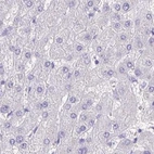 Immunohistochemical staining of human liver using Anti-SPERT antibody HPA040046.