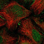 Immunofluorescent staining of human cell line U-2 OS shows localization to nucleoplasm & cell junctions.