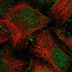 Immunofluorescent staining of human cell line U-2 OS shows localization to nucleoplasm & cell junctions.