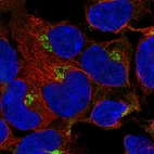 Immunofluorescent staining of human cell line HEK 293 shows localization to the Golgi apparatus.