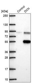 Western blot analysis in control (vector only transfected HEK293T lysate) and DCN over-expression lysate (Co-expressed with a C-terminal myc-DDK tag (~3.1 kDa) in mammalian HEK293T cells, LY403339).
