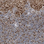 Immunohistochemical staining of human tonsil shows strong nuclear positivity in non-germinal center cells and cytoplasmic-nucleus positivity in squamous epithelial cells.