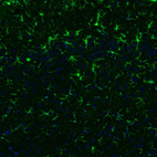 Immunofluorescence staining of mouse brain shows positivity in astrocytes in the cerebral cortex.