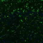 Immunofluorescence staining of mouse brain shows positivity in astrocytes in the cerebral cortex.