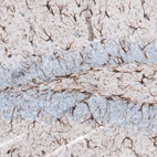 Immunohistochemical staining of mouse hippocampus shows positivity in astrocytes.