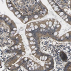 Immunohistochemical staining of human small intestine shows moderate cytoplasmic positivity in glandular cells.