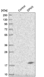 Western blot analysis in control (vector only transfected HEK293T lysate) and DPM3 over-expression lysate (Co-expressed with a C-terminal myc-DDK tag (~3.1 kDa) in mammalian HEK293T cells, LY412819).