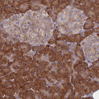 Anti-TMEM208 Antibody