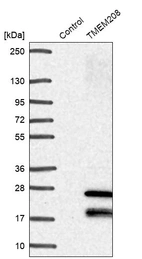 Western blot analysis in control (vector only transfected HEK293T lysate) and TMEM208 over-expression lysate (Co-expressed with a C-terminal myc-DDK tag (~3.1 kDa) in mammalian HEK293T cells, LY415449).