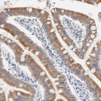 Immunohistochemical staining of human small intestine shows moderate cytoplasmic positivity in glandular cells.