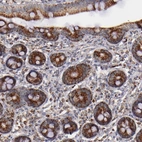 Immunohistochemical staining of human duodenum shows strong cytoplasmic positivity in glandular cells.