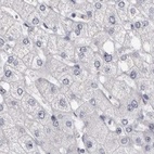 Immunohistochemical staining of human liver using Anti-CA6 antibody HPA028550.