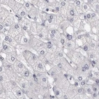 Immunohistochemical staining of human liver using Anti-CA6 antibody HPA028550.