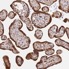 Immunohistochemical staining of human placenta shows strong cytoplasmic and nuclear positivity in trophoblastic cells.