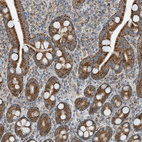 Immunohistochemical staining of human duodenum shows strong cytoplasmic granular positivity in glandular cells.