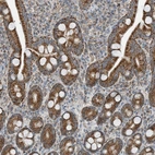 Immunohistochemical staining of human duodenum shows strong cytoplasmic granular positivity in glandular cells.