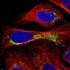Immunofluorescent staining of human cell line U-2 OS shows localization to mitochondria.