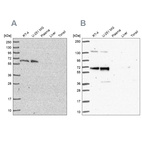 Western blot analysis using Anti-PUF60 antibody HPA052096 (A) shows similar pattern to independent antibody HPA059714 (B).