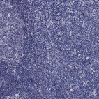 Immunohistochemical staining of human lymph node shows no positivity in non-germinal center cells as expected.
