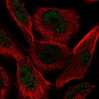 Immunofluorescent staining of human cell line U-251 MG shows localization to nucleoplasm.