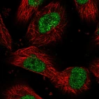 Immunofluorescent staining of human cell line U-251 MG shows localization to nucleoplasm.