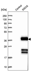 Western blot analysis in control (vector only transfected HEK293T lysate) and SGCG over-expression lysate (Co-expressed with a C-terminal myc-DDK tag (~3.1 kDa) in mammalian HEK293T cells, LY424852).