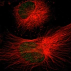 Immunofluorescent staining of human cell line U-251 MG shows localization to nucleoplasm.