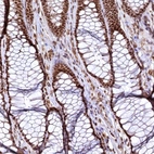 Immunohistochemical staining of human colon shows strong nuclear positivity in glandular cells with weak cytoplasmic positivity.