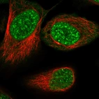 Immunofluorescent staining of human cell line U-2 OS shows localization to nuclear speckles & nucleoli fibrillar center.