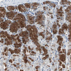 Immunohistochemical staining of human stomach shows strong cytoplasmic positivity in glandular cells.