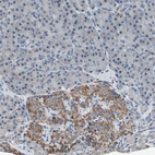 Immunohistochemical staining of human pancreas shows strong cytoplasmic positivity in islets of Langerhans.