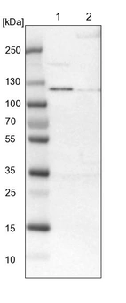 Lane 1: NIH-3T3 cell lysate (Mouse embryonic fibroblast cells)_br/_Lane 2: NBT-II cell lysate (Rat Wistar bladder tumour cells)