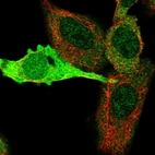 Immunofluorescent staining of human cell line A549 shows localization to nucleoplasm & cytosol.